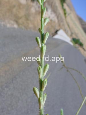 Gaura parviflora