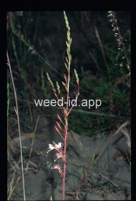 Gaura sinuata