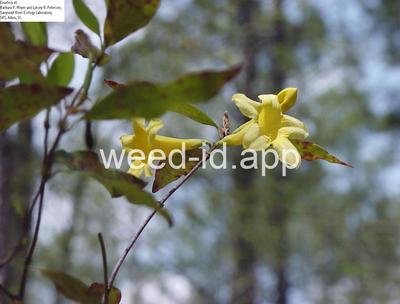 Gelsemium sempervirens