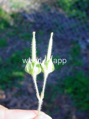 geranium, Carolina