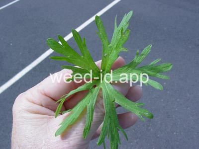 geranium, cutleaf