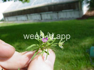 geranium, cutleaf