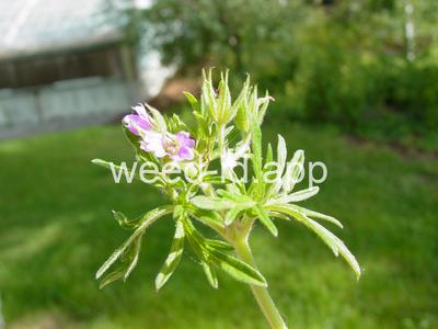 geranium, cutleaf