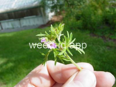 geranium, cutleaf