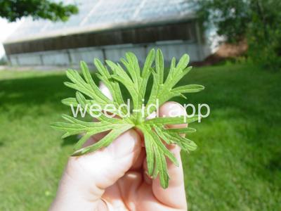geranium, cutleaf