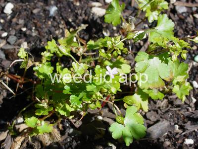 Geranium lucidum