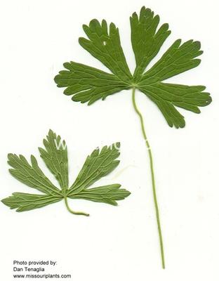 crane's-bill, wild