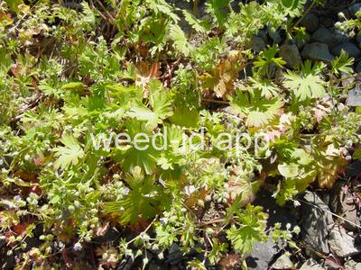 geranium, smallflowered