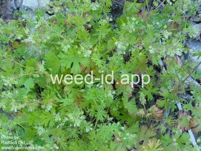 geranium, smallflowered