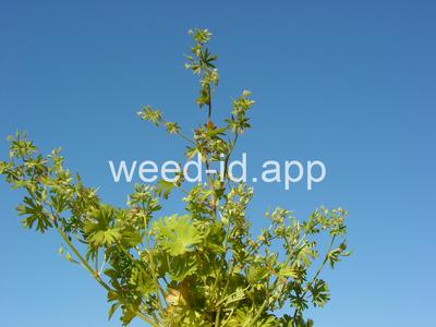 geranium, smallflowered