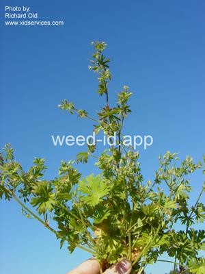 geranium, smallflowered
