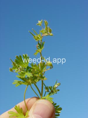 geranium, smallflowered