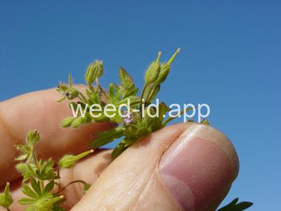 geranium, smallflowered