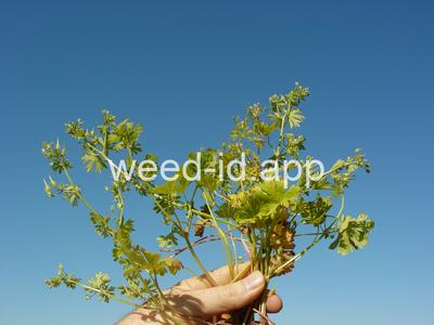 geranium, smallflowered