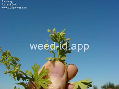 geranium, smallflowered