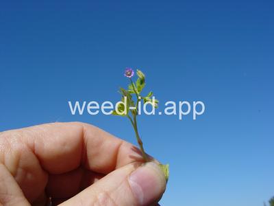 geranium, smallflowered