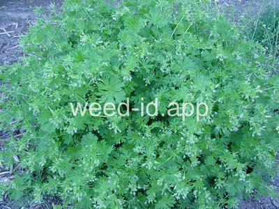 geranium, smallflowered