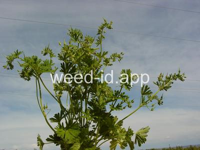 geranium, smallflowered