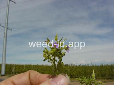 geranium, smallflowered