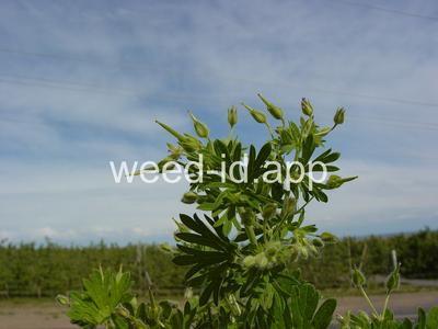 geranium, smallflowered