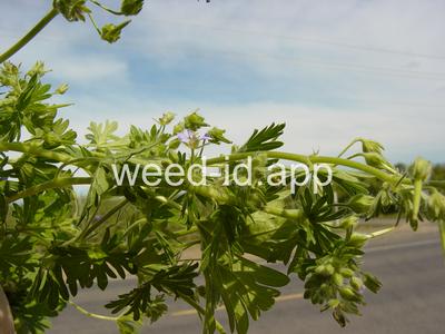 geranium, smallflowered