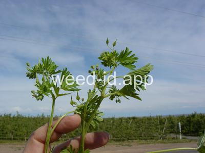 geranium, smallflowered