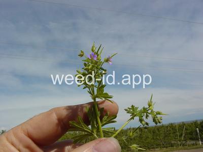 geranium, smallflowered