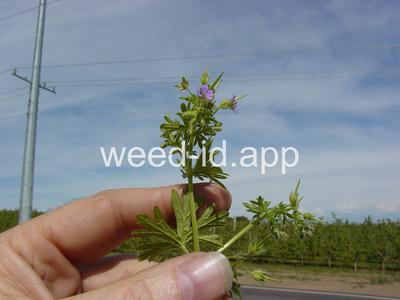 geranium, smallflowered