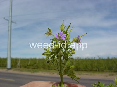 geranium, smallflowered