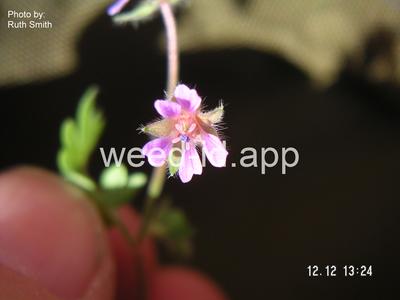 geranium, smallflowered