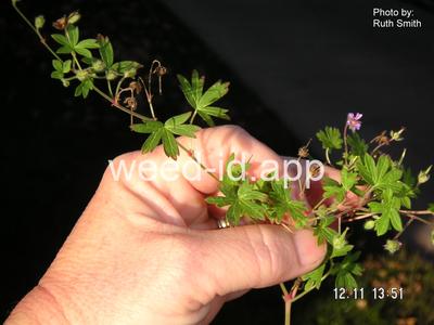 geranium, smallflowered