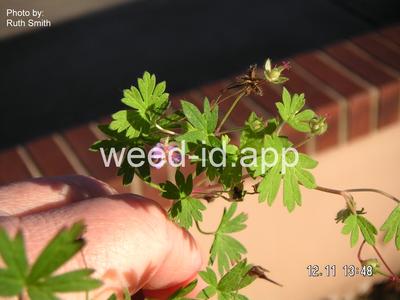 geranium, smallflowered
