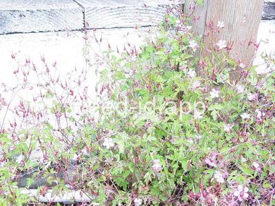 herb-robert