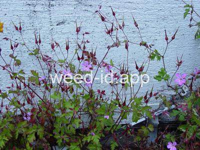 herb-robert