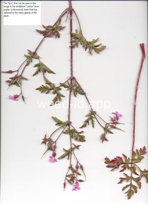 herb-robert