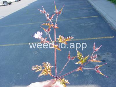 herb-robert
