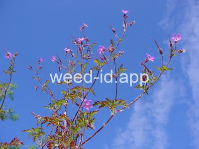 herb-robert
