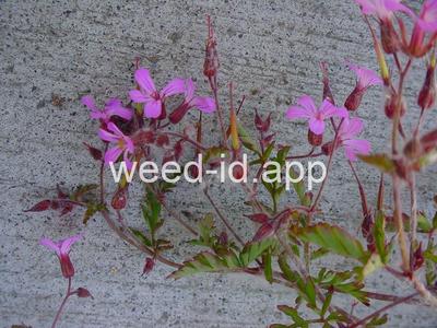 herb-robert
