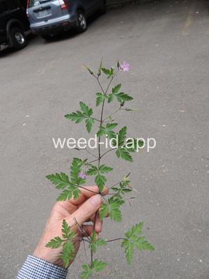herb-robert