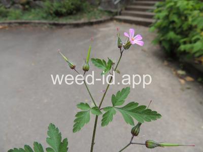herb-robert