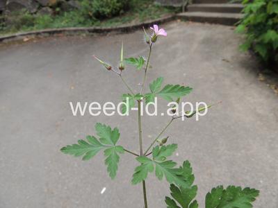 herb-robert