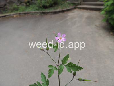 herb-robert