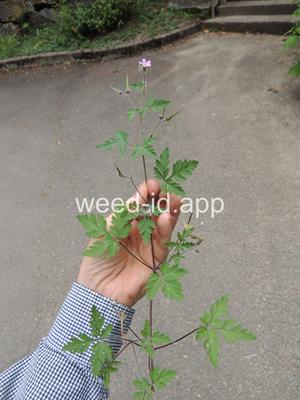 herb-robert