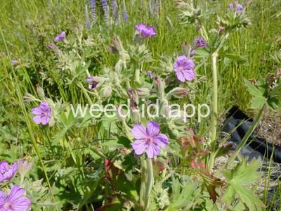 Geranium viscosissimum