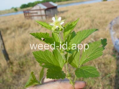 avens, white
