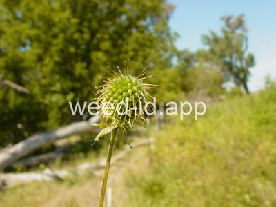 avens, white