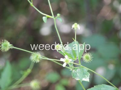 avens, white