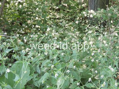 avens, white