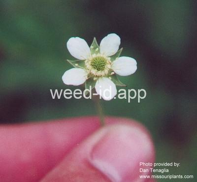 avens, white