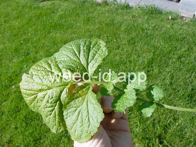 geum, large-leaf